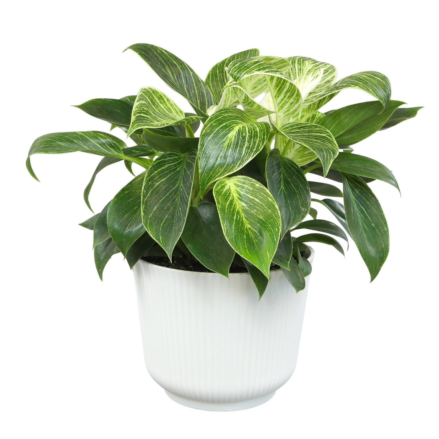 Altman Plants Variegated Philodendron Birkin in 6 Inch White Plastic Planter, Easy Plant Gift & Desk Plant, Real Air Purifying Plants, Philodendron Plant Live Indoor Plants in Indoor Potting Soil Mix