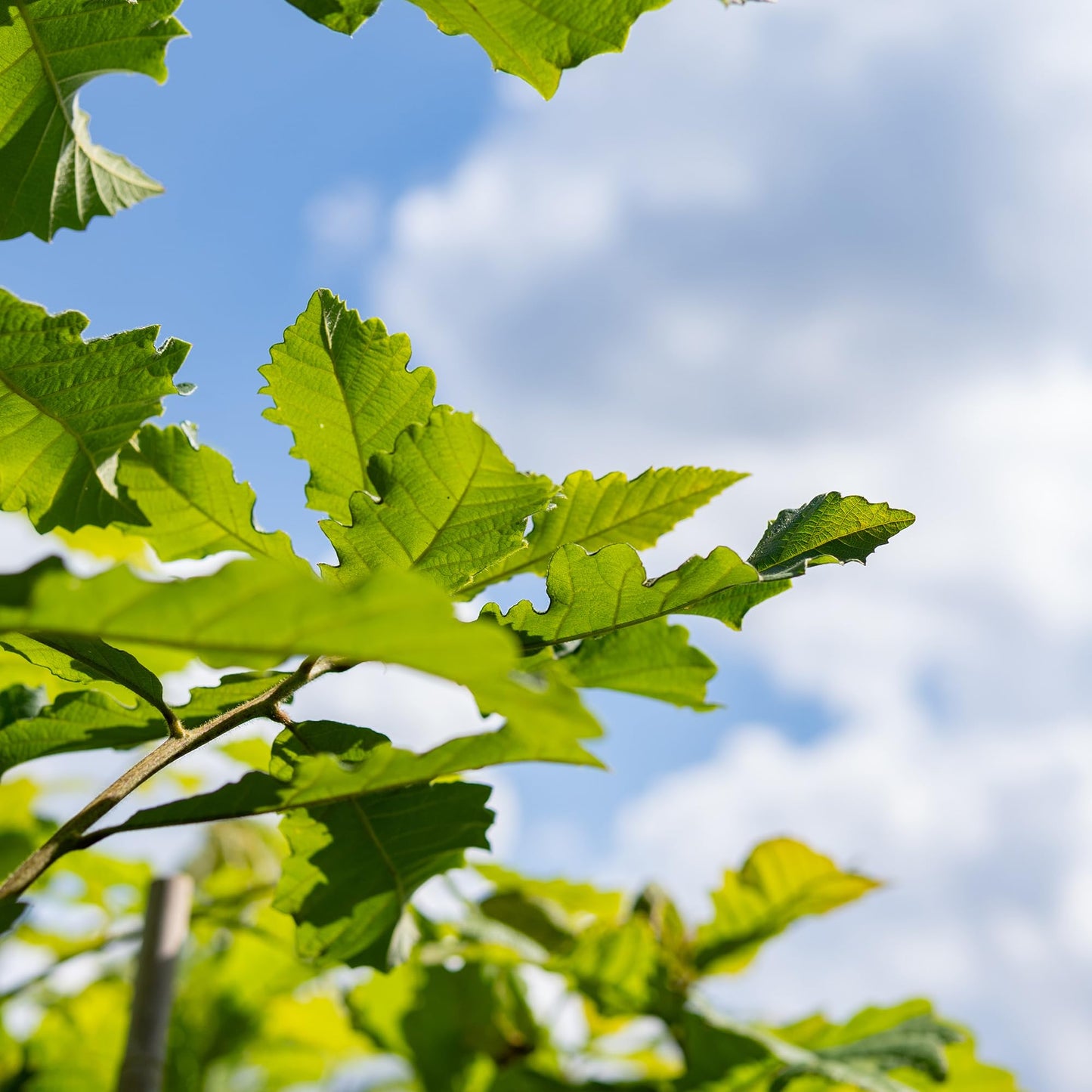 Perfect Plants Swamp Chestnut Oak Tree 1 Gallon | Live Tree for Landscaping | Shade & Privacy Features