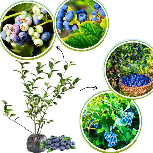 1 Blueberry Bush Live Plant, Blueberry Plant Live for Planting Outdoor, 5-9 Inch Blueberry Fruit Trees, No Pot (Emerald Blueberry)
