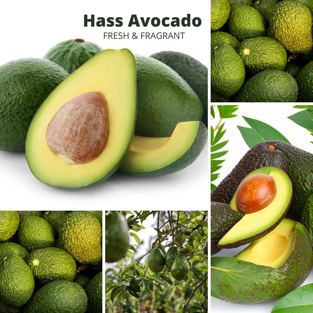 HASS Avocado Trees Live Plants in 3 Gallon Pot, Cold Hardy Fruit Tree, 1-2 Feet Tall, Ready for Planting, No Ship to CA