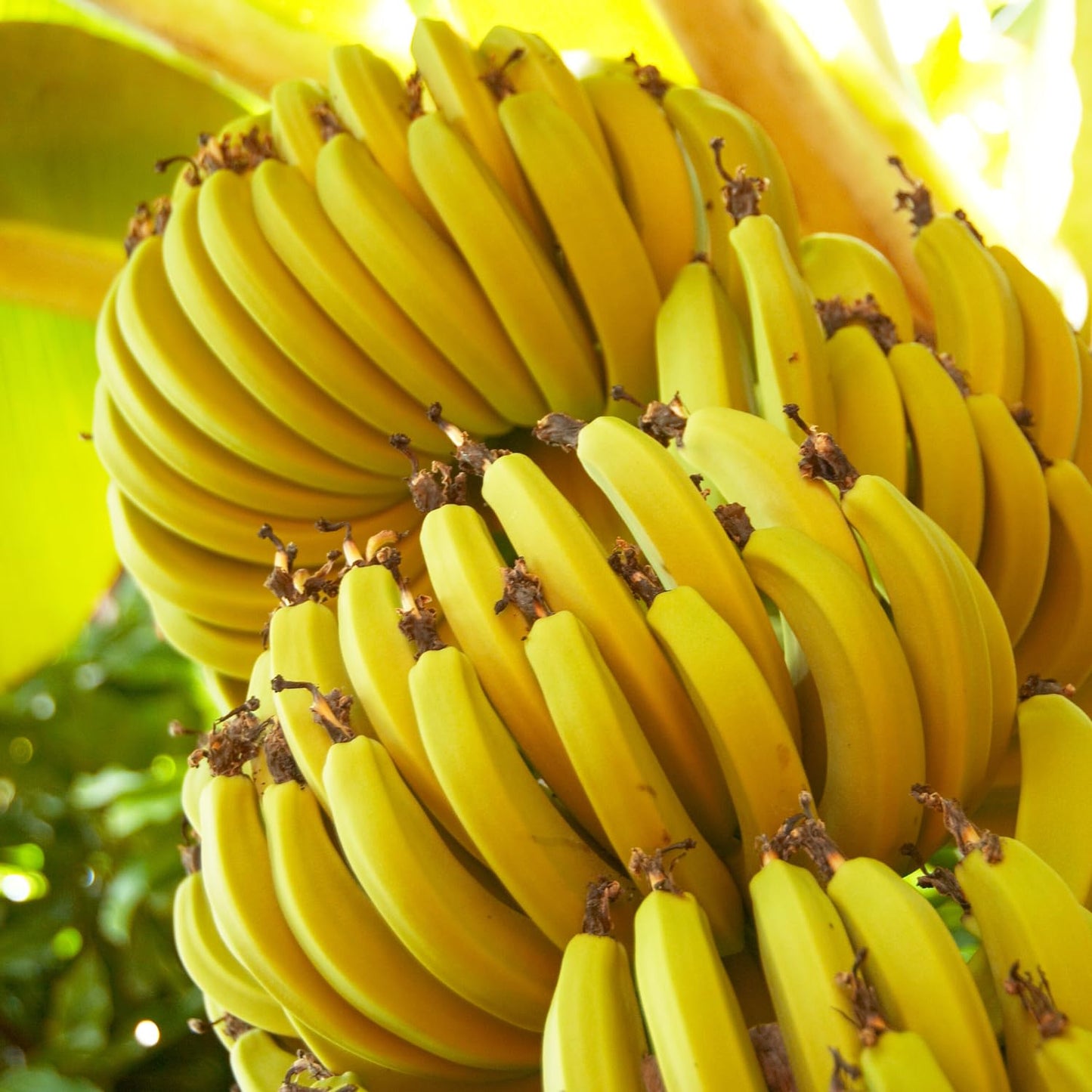 Dwarf Cavendish Banana Tree Live Plant, Cold Hardy Banana Plant Live, Tropical Banana Fruit Seedling, Well Rooted 4-8 Inch Tall