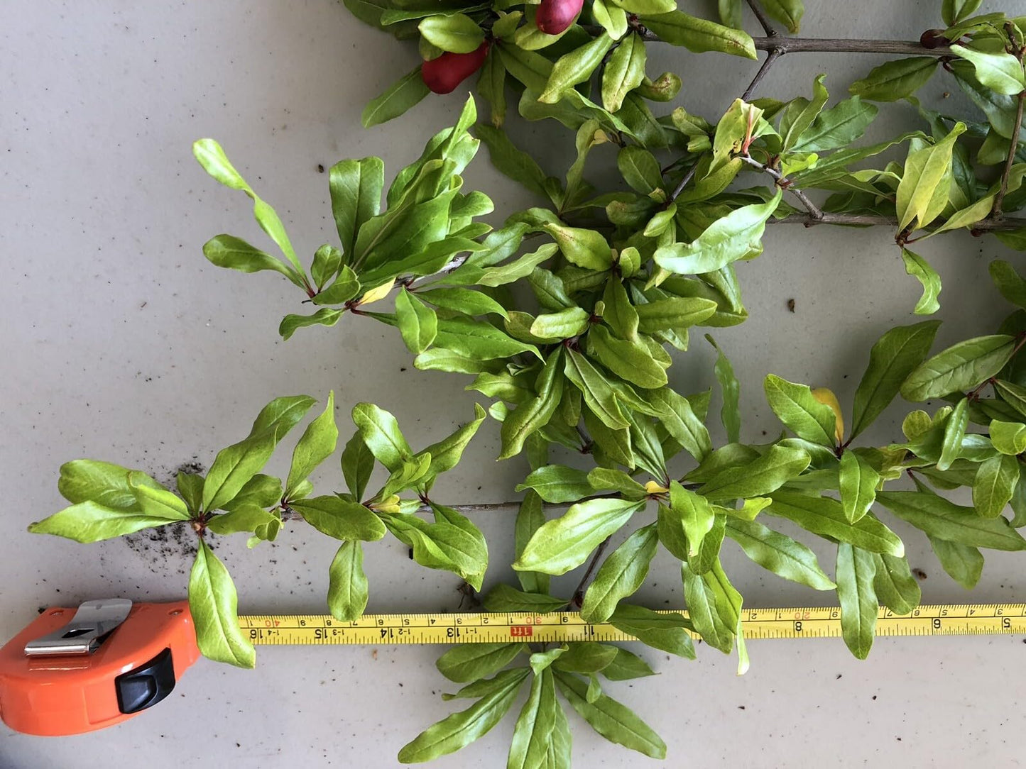 Live Plant - 100 Wonderful Pomegranate Cutting from Mature Plant