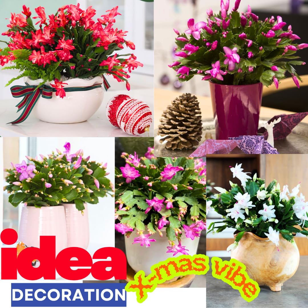 4 Mixed of Easter Cactus Plants Live, Christmas Cactus, False Thanksgiving Cactus Plants Like, Cold Hardy, 5-9" in Tall, No Pot, Assorted Colors - 3