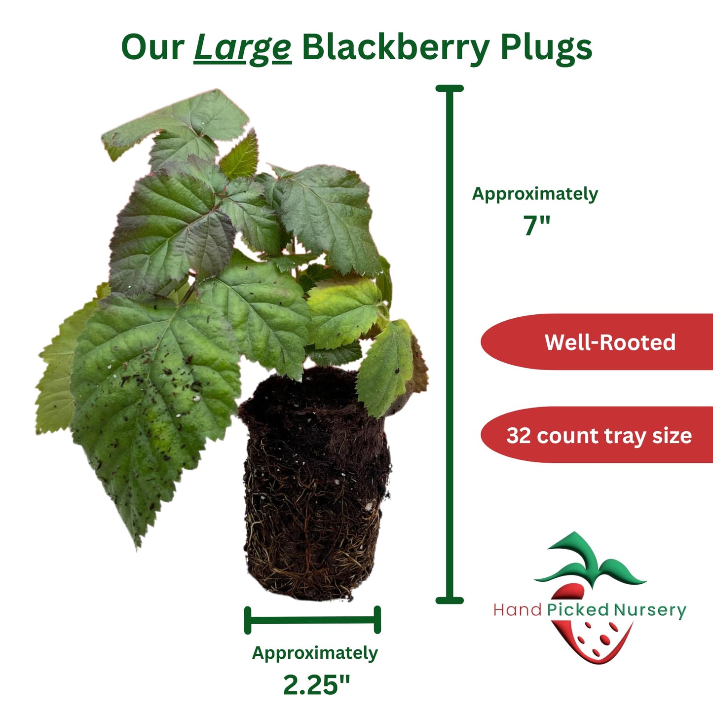 'Chester' BlackBerry Plants - Thornless, Winter Hardy, and Productive Blackberries from Hand Picked Nursery (5)
