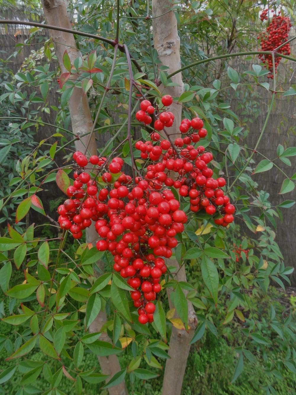 Live Plant - 2 Heavenly/Sacred Bamboo Shrubs - 6-9" Live Plants, 2.5" Pot - Nandina domestica