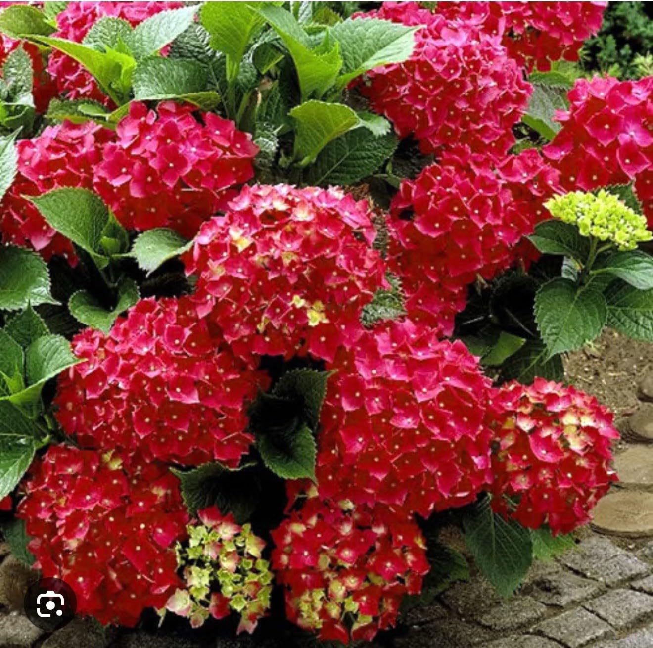 Live Plant - Hydrangea Well Rooted Starter Plant Blood Red Blooms!