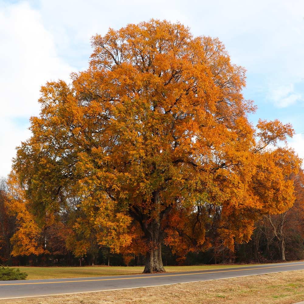 Brighter Blooms - Willow Oak Tree, 4-5 ft. - No Shipping to AK, AZ, CA, FL, HI, LA, OR, WI