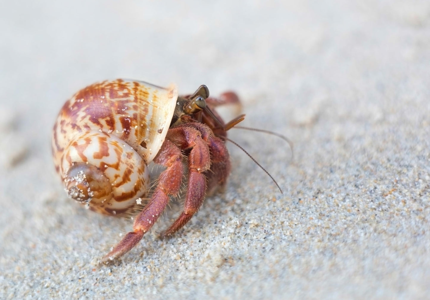Galápagos (05355) Hermit Crab Starter Kit - Complete DIY Habitat Essentials for Terrestrial and Semi-Aquatic Crustaceans, Includes Cholla Wood, Coconut Hut, Moss, Stones and More, 4.5 Quarts