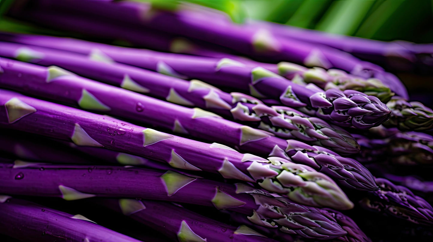 Purple Passion Asparagus Bare Root Plants to Grow - 2yr Crowns - Grow Colorful and Delicious Purple Asparagus (20 Crowns)