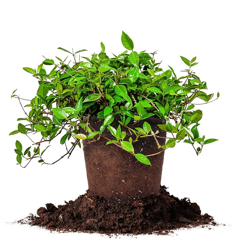 Asiatic Jasmine 1 Gallon