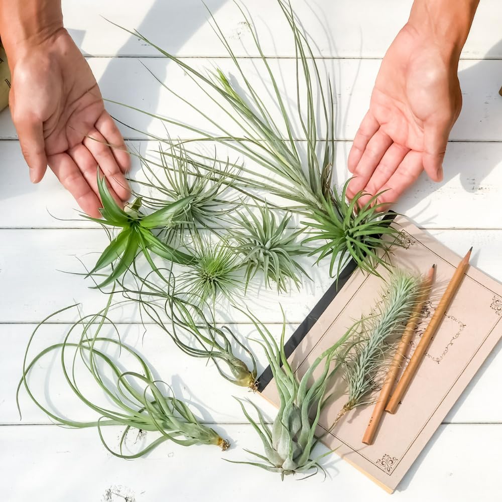 Pack 12 Mixed Ionantha Air Plants, Live Tillandsia, Bulk Airplants, Easy Care Houseplants for Indoor and Outdoor Planting