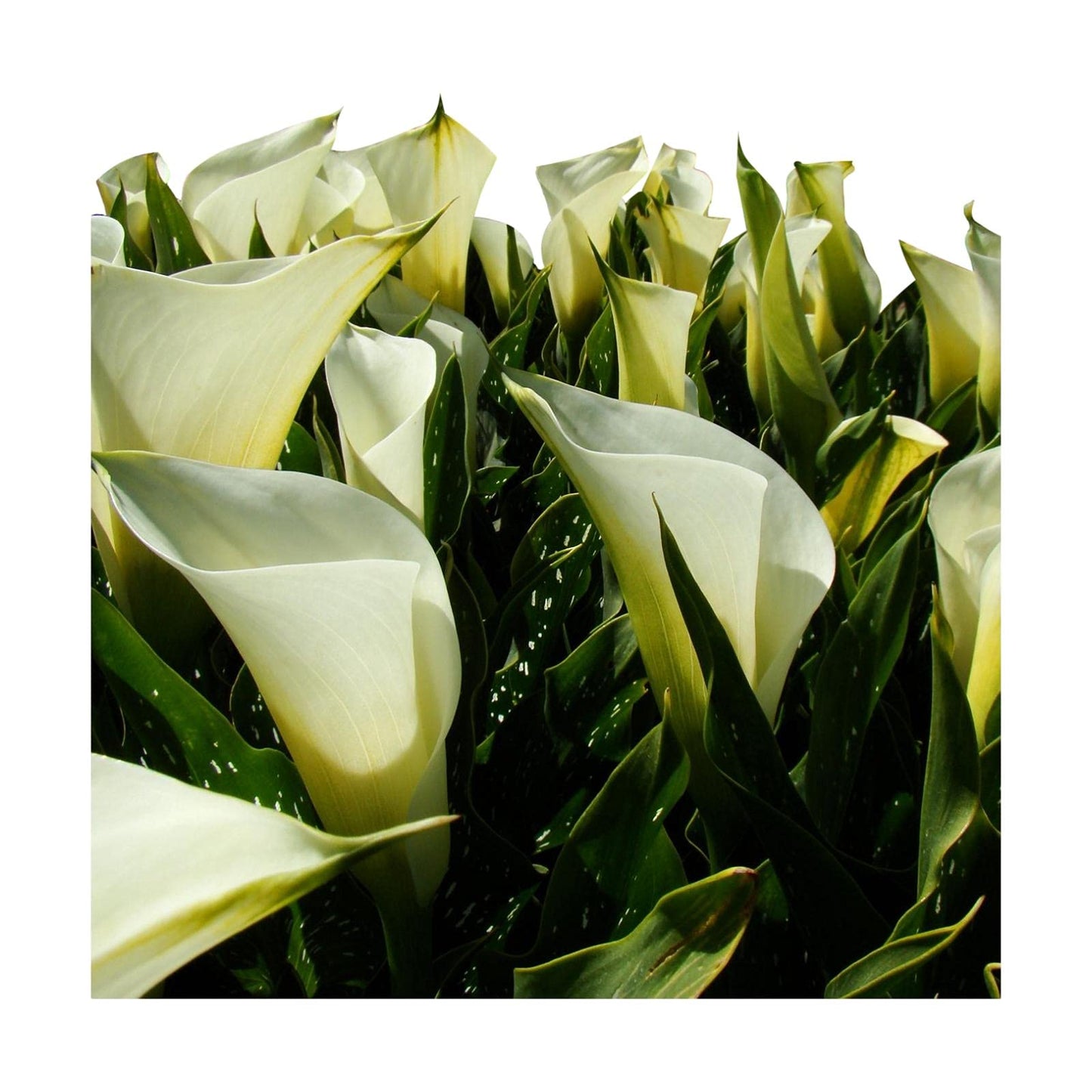 Easy to Grow Calla Lily Super Mac 3 Bulbs - Large White Flowers Blooms in Summer Sun Tropical Spring Planted
