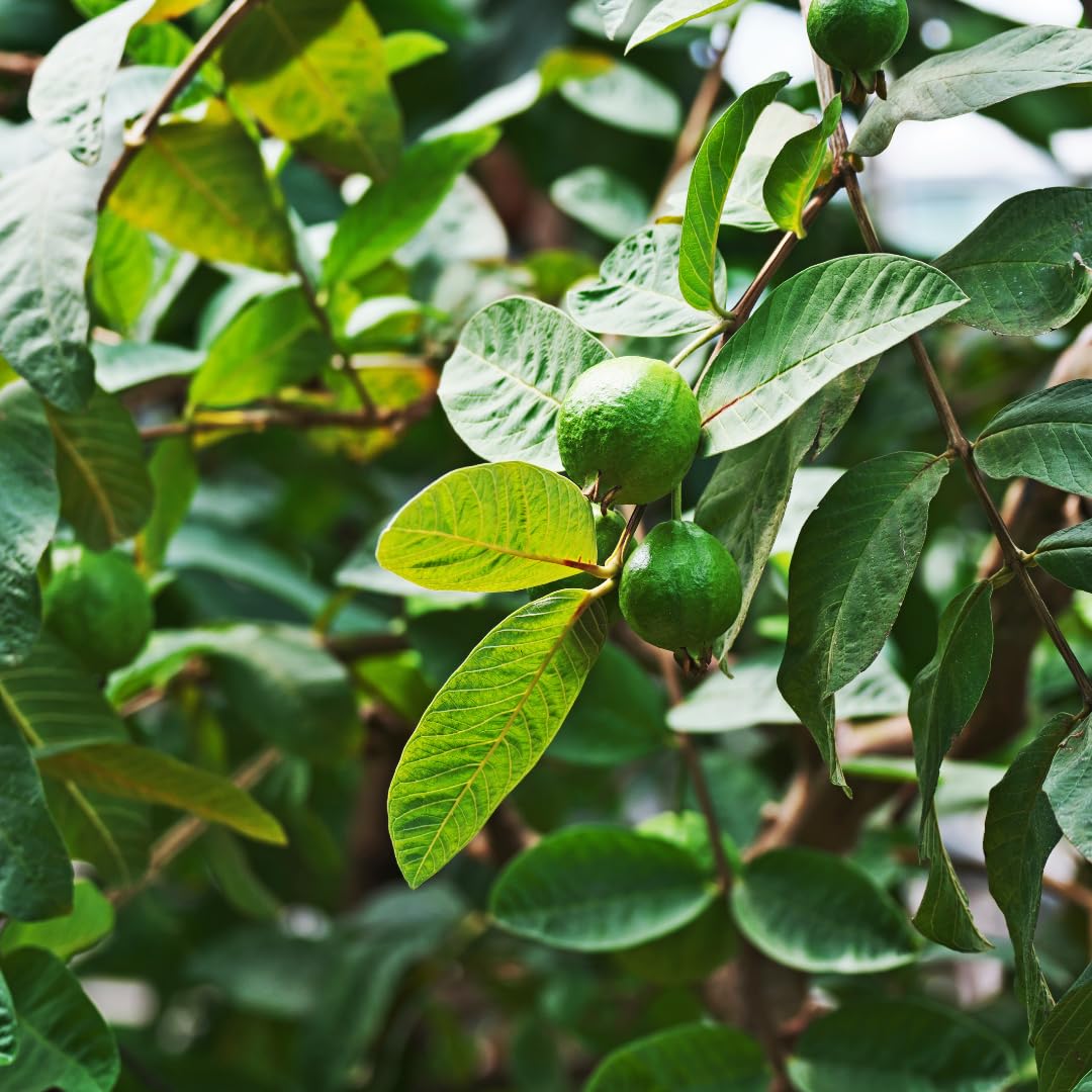 Live Grafted Ruby Guava Tree, Hardy Tropical Guava Plant, Sweet Fruit, 3 to 4 Feet Tall for Outdoor Growing