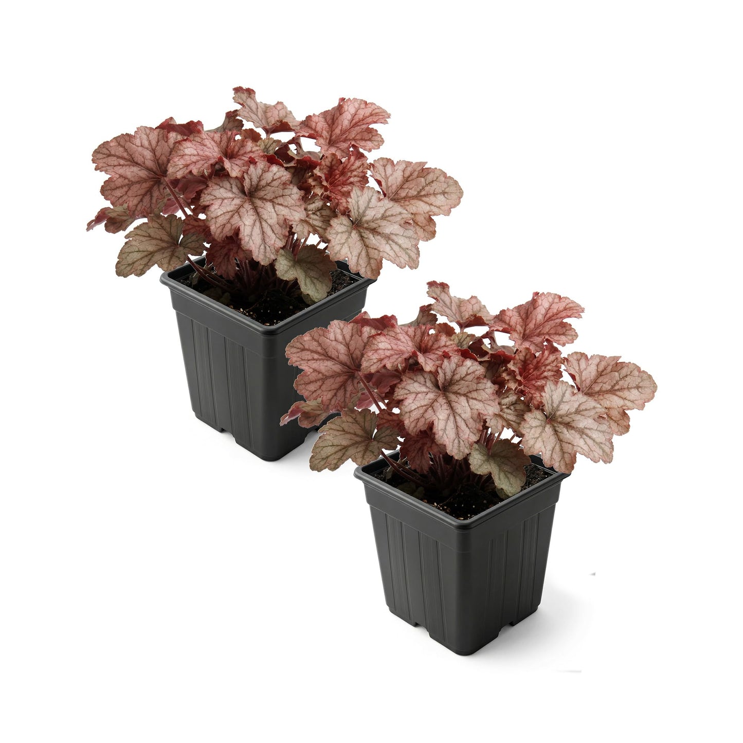 Live Heuchera Coral Bells 2-Pack – Peach Parfait – Shade Perennial Foliage Plant, 10” Tall, 1 Qt Pot
