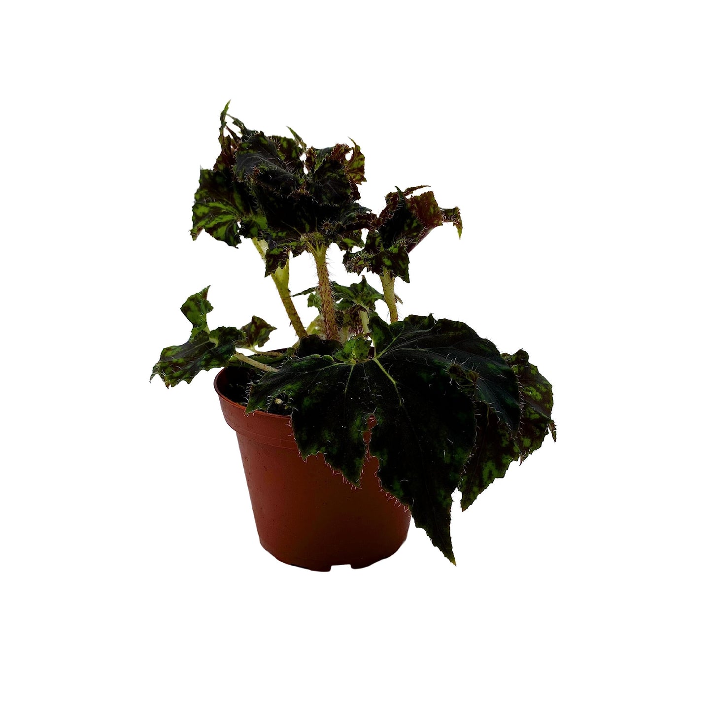 BubbleBlooms Harmony's Unique Begonia Rhizo in 4 inch Pot Rare