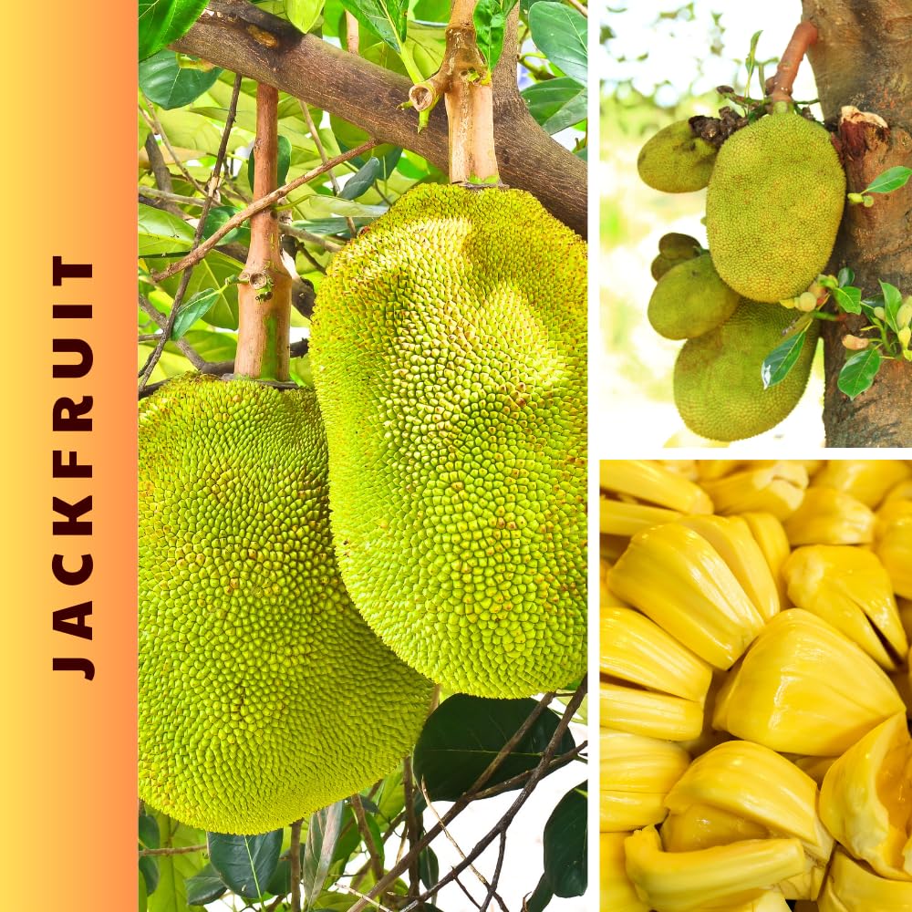 Jackfruit Tree Tropical Fruit Live Plant in 1 Gallon Pot, Perennial Fruit Tree, Yellow Jackfruit Plant from 2-3 Feet Tall