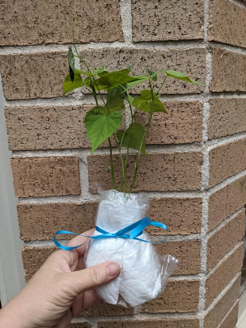 Pack of 4 - Live Starter Vines, Heavenly Blue Morning Glory Live Plants