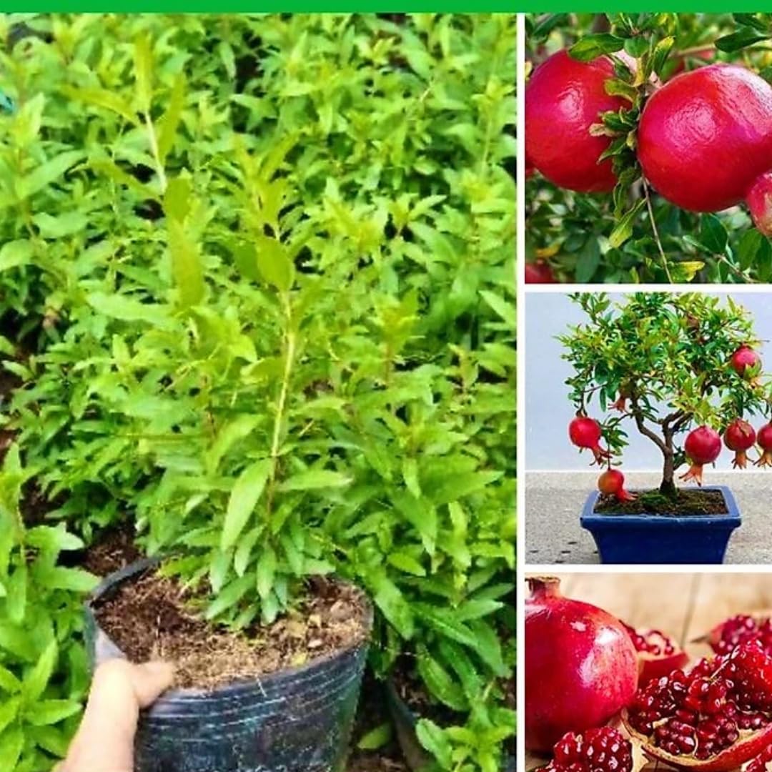 1 Year Old Pomegranate Tree Live Plant, Sweet Red Pomegranate Starter Size Seedling in 4" Pot, for Indoor Outdoor Spring Growing