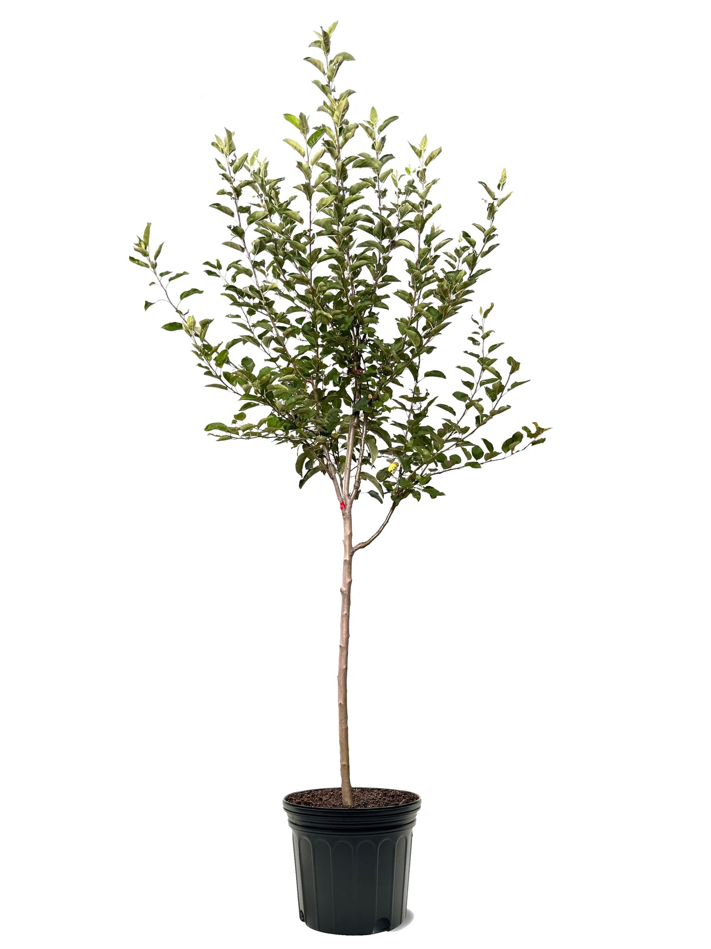 American Plant Exchange Apple Tree 'Jonagold' – Live Fruit-Bearing Plant, 7-Gallon Pot, Cold-Hardy, for Home Orchards, Backyard Gardens & Edible Landscapes