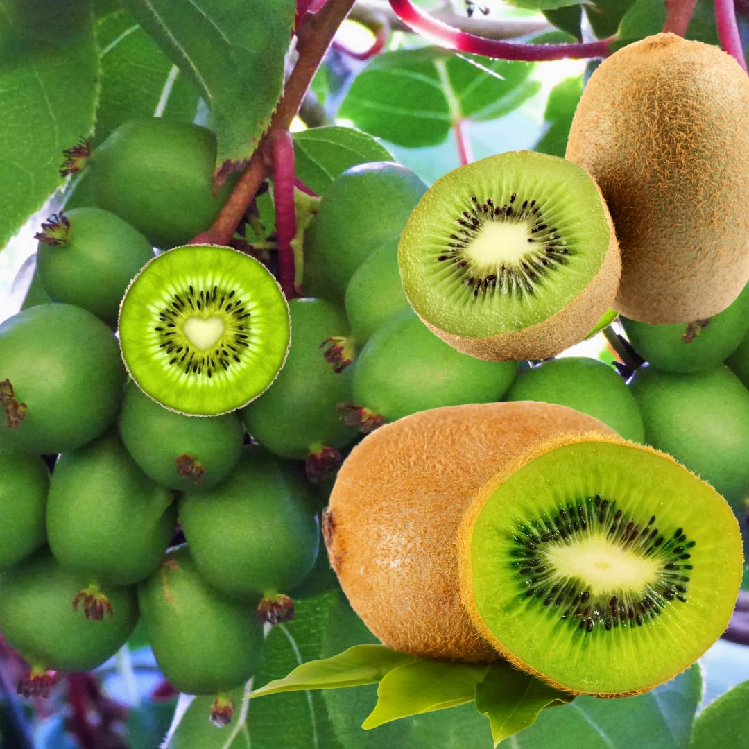 Combo 4 Kiwi Trees Vines Live Plants for Gardening, Sweet and Hardy High-Yielding Tree, Starter Size, 4 to 6 Inches in Tall, No Pot
