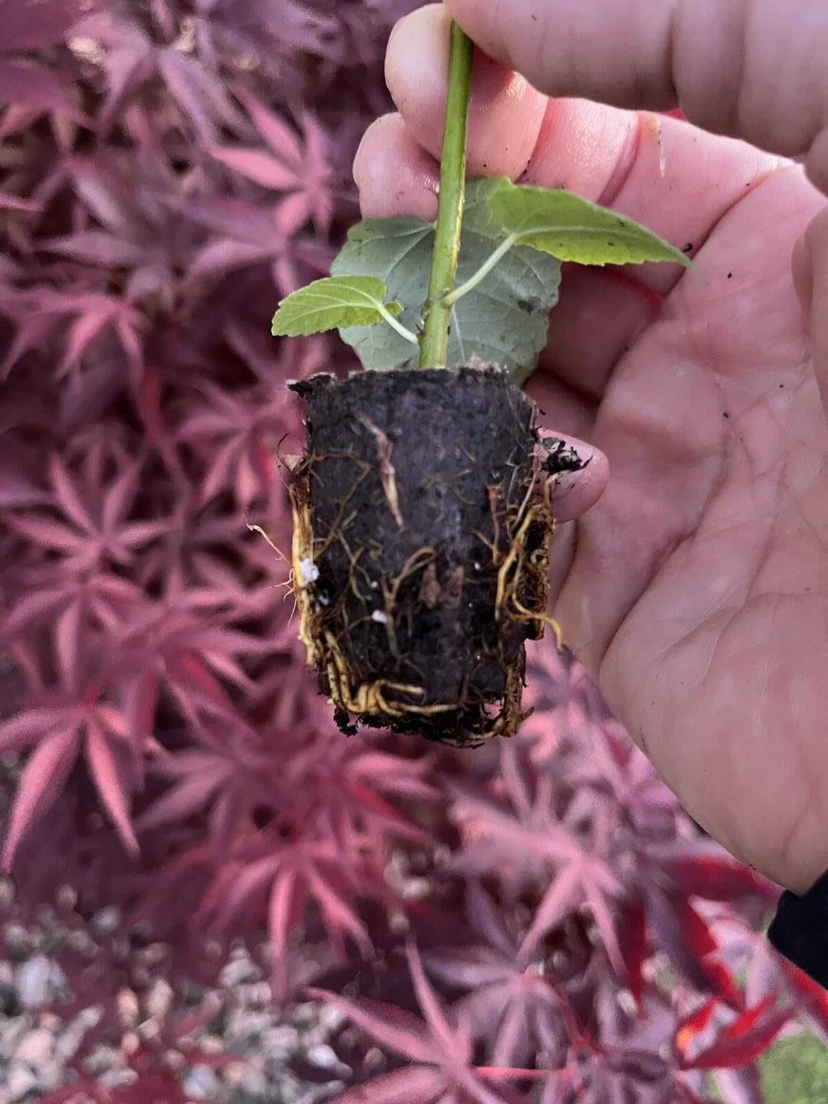Live Plant - Fig Trees 4 Live Plants “Celeste ” Cold Hardy