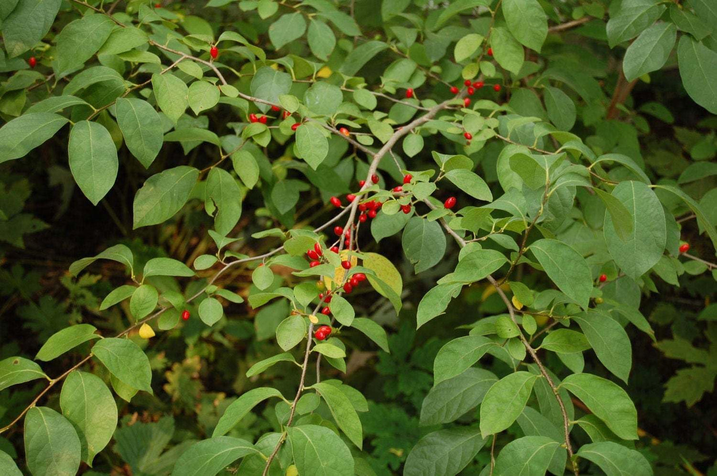 Live Plant - Pondberry/Southern Spicebush Shrub - 10-14" Tall Live Plant