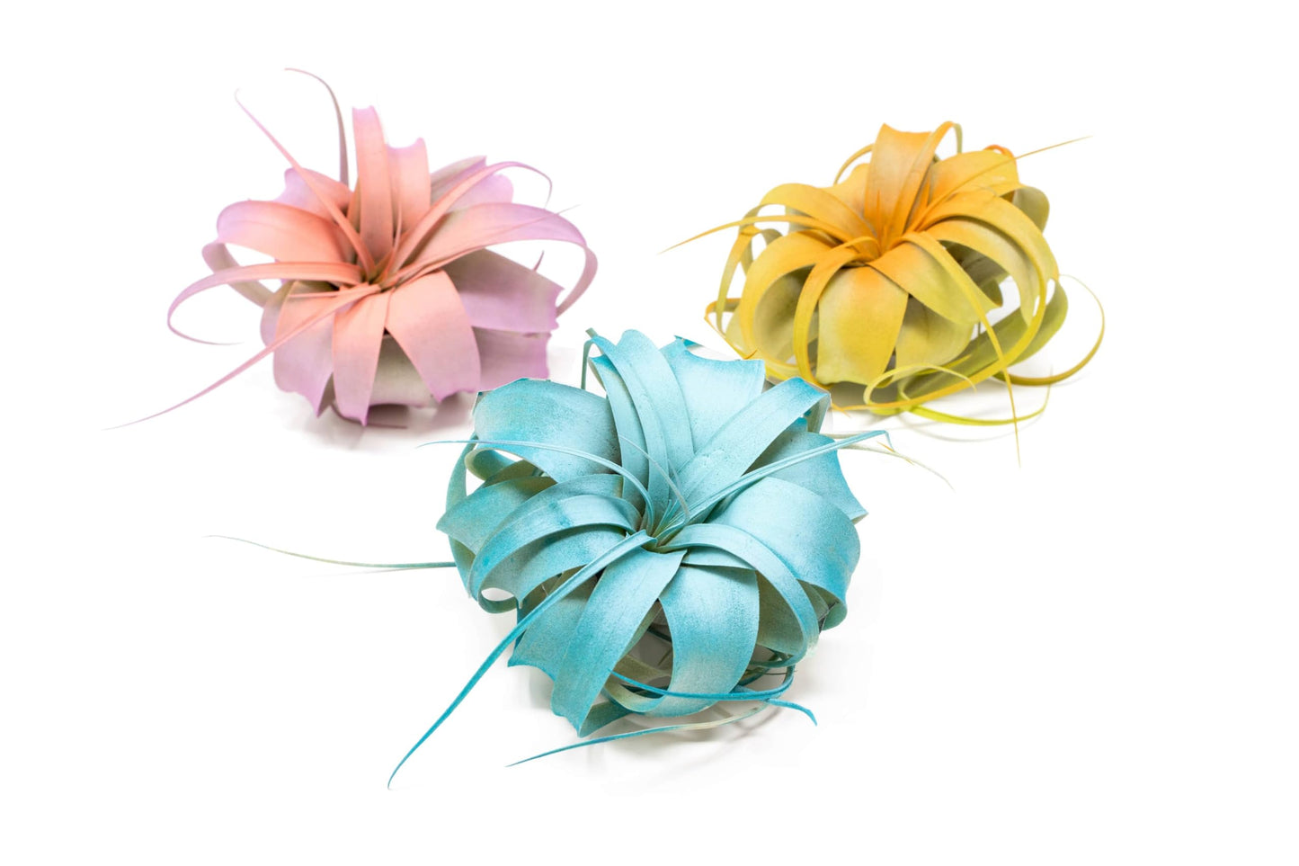 Colorful Mini Tillandsia Xerographica Air Plants in Custom Vibrant Tones - (Citrus, Pack of 3)