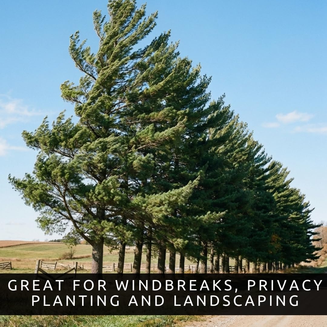 Eastern White Pine Tree Seedlings for Planting - Evergreen Tree Seedlings - Grow Beautiful Evergreen Tree Seeds (1 Seedling) - No Ship to California