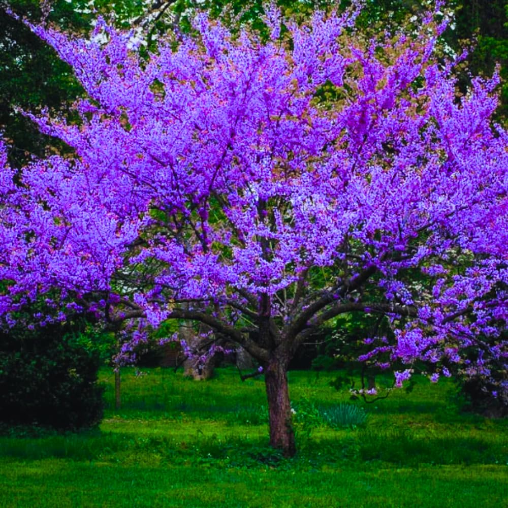02 Eastern Red Bud Trees Live Plants, 6-12" in Tall for Spring Planting, Redbud Tree Live Zones 5-9