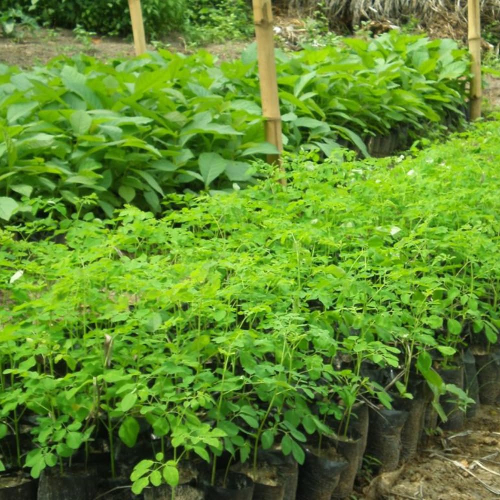 Moringa Oleifera Tree Live Plant, Malunggay Plant Live, 1 Year Old, Moringa Tree Plant Live, Drumstick Malunggay 4 Inc Pot Well-Rooted
