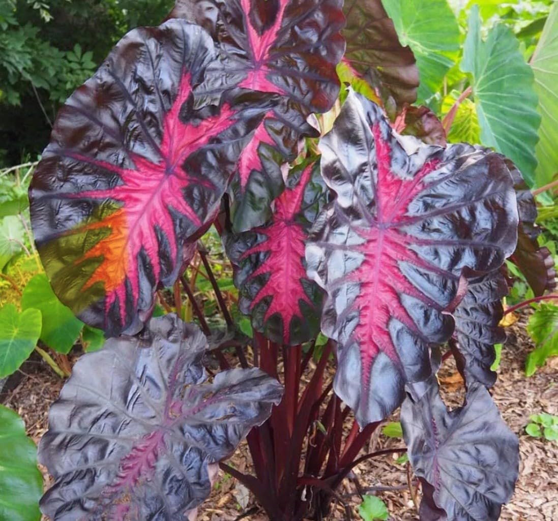 Live Plant - Colocasia esculenta- Elephant Ear - Small Rooted Starter Plant