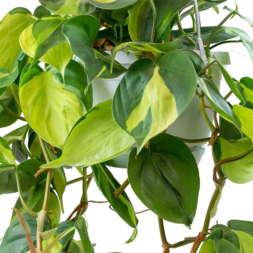 Philodendron Brasil - Live Plant in a 4 Inch Pot - Beautiful Elegant Vining Indoor Houseplant - Air Purifying