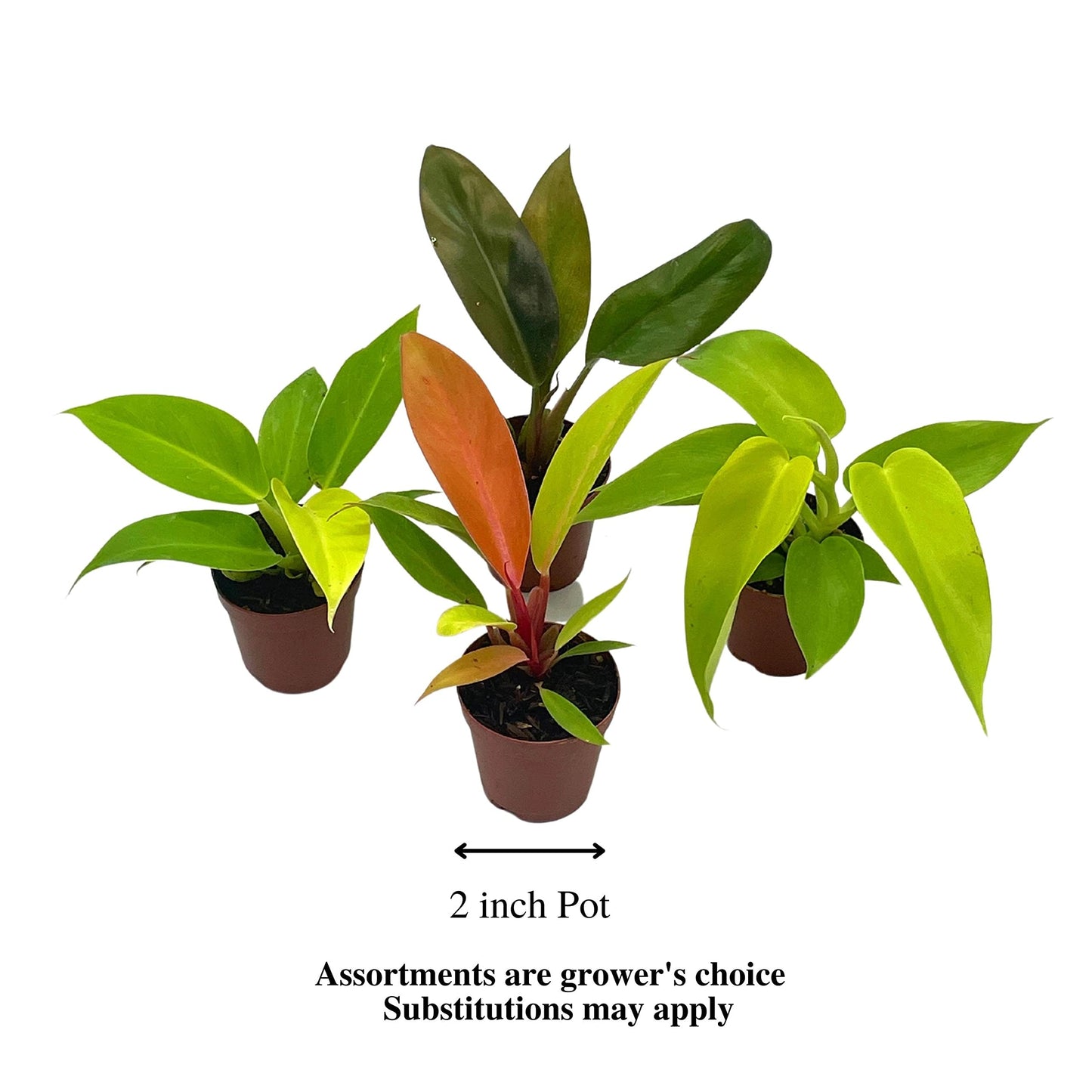 BubbleBlooms Philodendron Assortment Set, 2 inch pots, 4 Different Philo Imperial House Plants