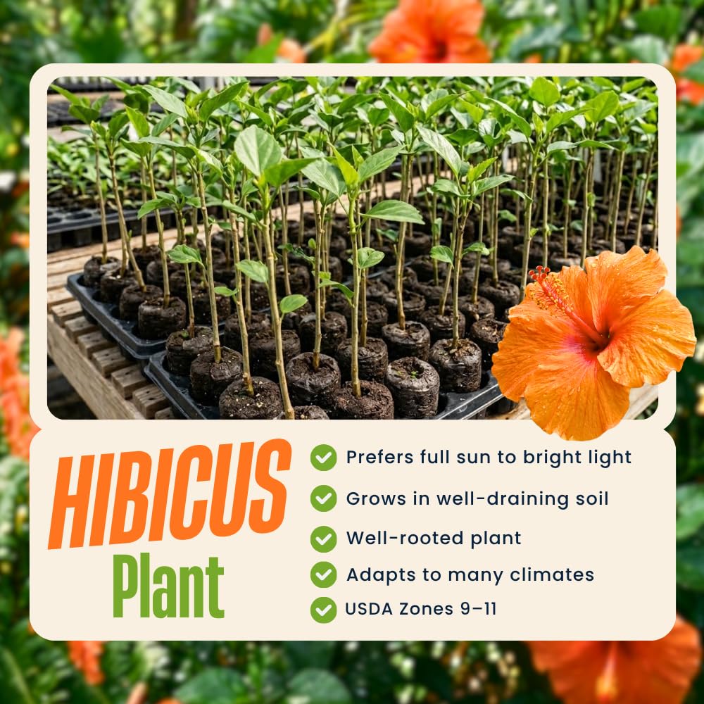 7 Hibiscus Cutting, Well-Rooted Hibiscus Flowers, Tropical Flowering for Indoor Outdoor Planting (Orange)