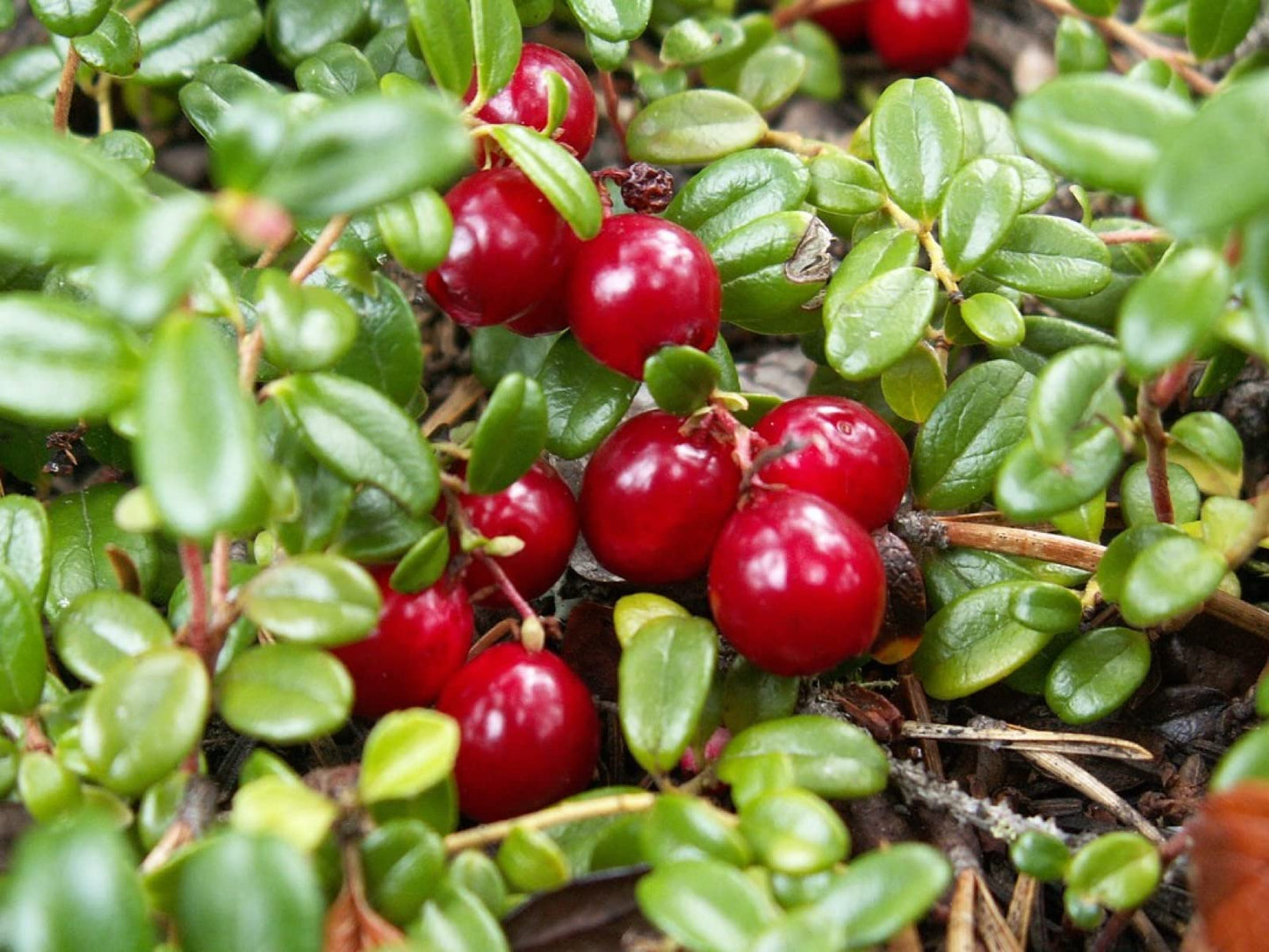 1 Plant Pilgrim Cranberry (Vaccinium Macrocarpon) 1 Year Old