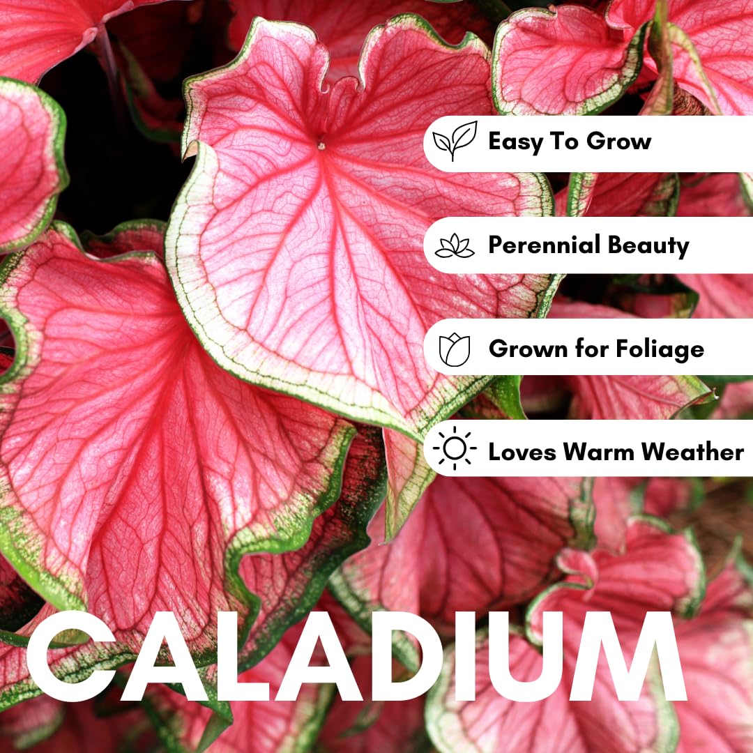 Dragon Heart Caladium Bulbs for Planting - Perennial Hosta, Elephant Ears, Fancy (6 Bulbs)