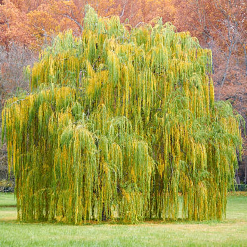 Set 2 Willow Plants Live Bare Root 1-2 Feet Tall, Dormant Willow Live Plants for Outdoor Garden Landscaping (Weeping Willow)
