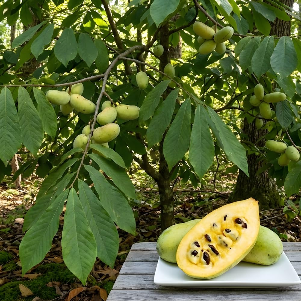 2 Pawpaw Tree Live Plants, 12-24 Inch Tall, Low Maintenance Deciduous Fruit Shrub, Robust Well-Rooted Native Plants for Garden, Dormant Plant