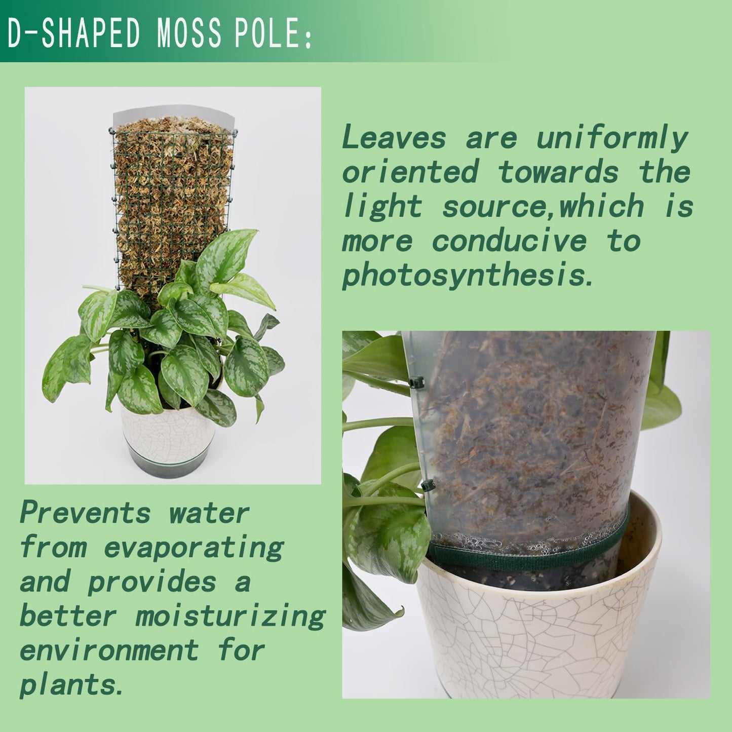 Metal Moss Poles for Climbing Plants, D-Shape Sphagnum Moss Pole Monstera Plant Support for Climbing Plants, DIY Plant Stakes Work with Sphagnum Moss (4ft D-Shaped & 6ft Round)