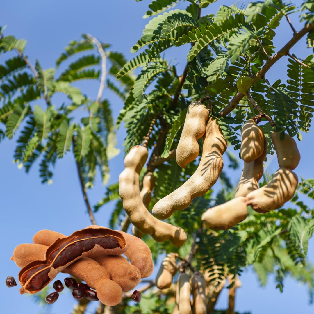 Live Tamarind Tree, Sour Tamarind Fruit Tree, 2–3 Feet Tall in 3 Gallon Pot, Ready to Grow, No Ship to CA