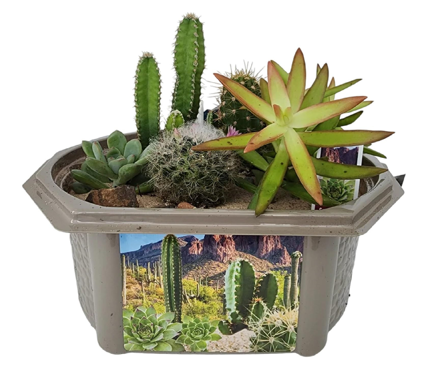 Cactus Succulent Desert Dome Seed Starter Kit - Indoor Desert Starter Kit - Includes Potting Soil, Terrarium, Over A Dozen Desert Plant Seed Packets - DIY Kitchen Grow Kit