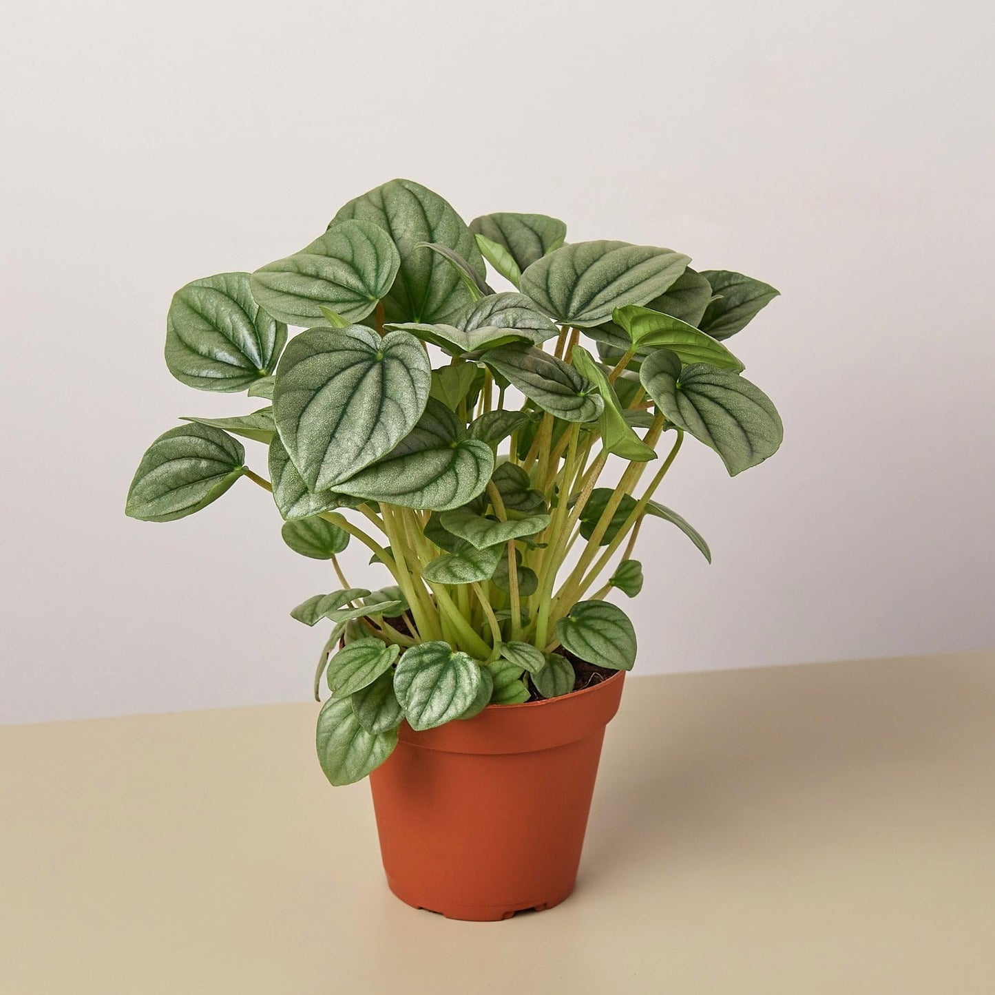 Peperomia 'Frost' | Live Plant for Indoor & Outdoor | for Living Room, Office, Bathroom | (4" Pot)