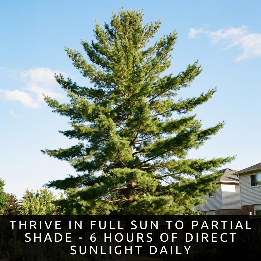 Eastern White Pine Tree Seedlings for Planting - Evergreen Tree Seedlings - Grow Beautiful Evergreen Tree Seeds (1 Seedling) - No Ship to California