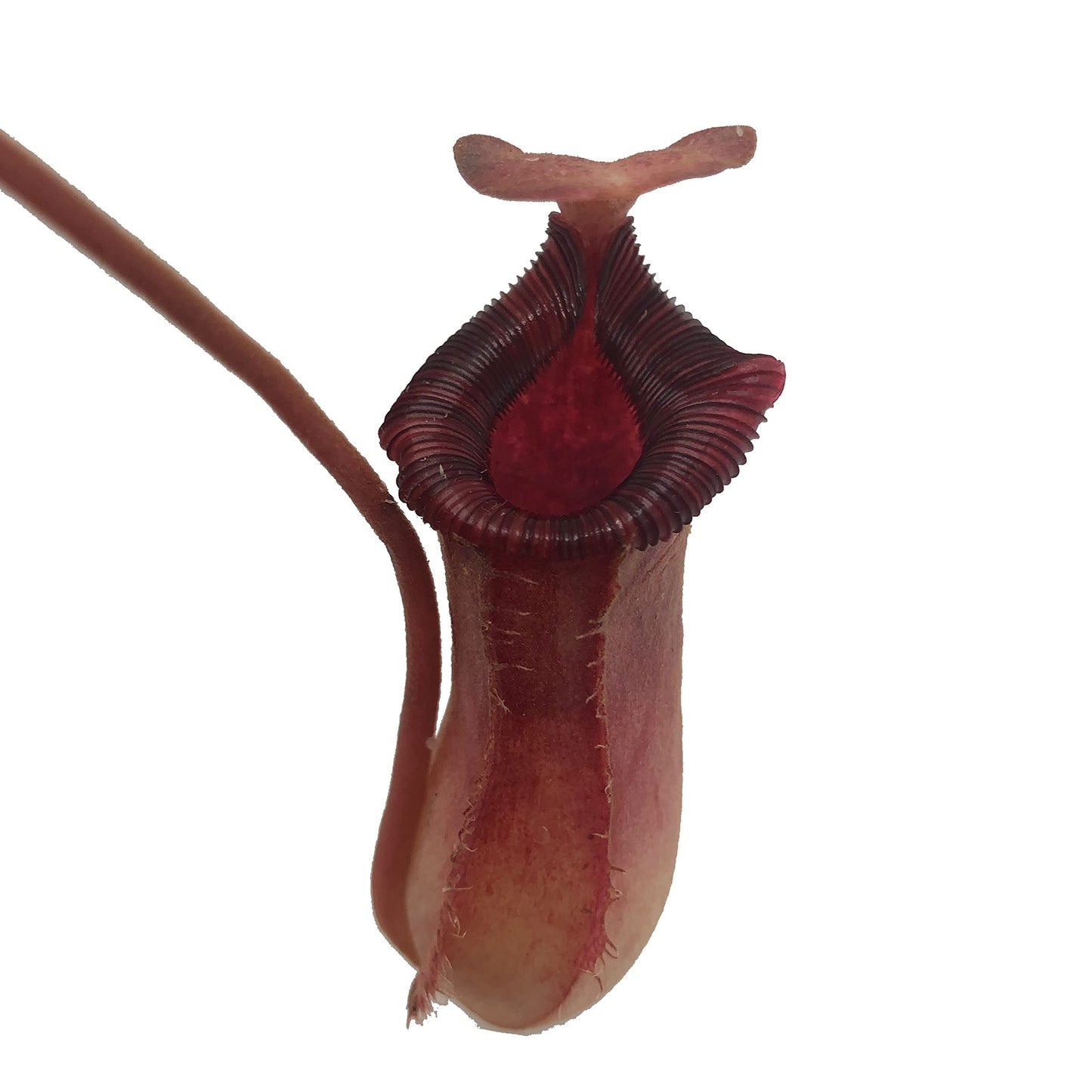 Nepenthes 'Briggsiana' (N.Lowii x N.Ventricosa Red) Tropical Carnivorous Pitcher Plant in 2" Pot