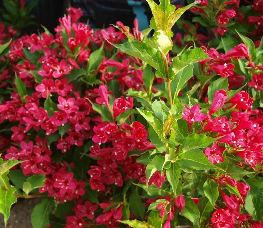 Live Plant - 2 Ruby Red Weigela Shrubs - Live Potted Plants - 6-12" Tall Seedlings - 4" Pot