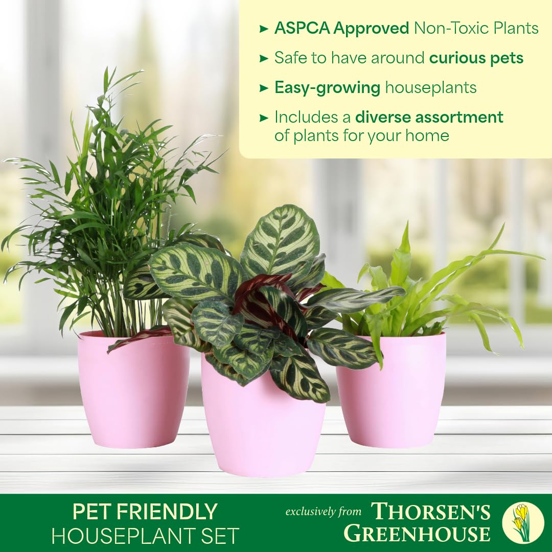 Thorsen's Greenhouse Live Pet Friendly Indoor Houseplants, Live Plants, Safe for Pets, 4" Diameter Pot, 3-Pack (White)