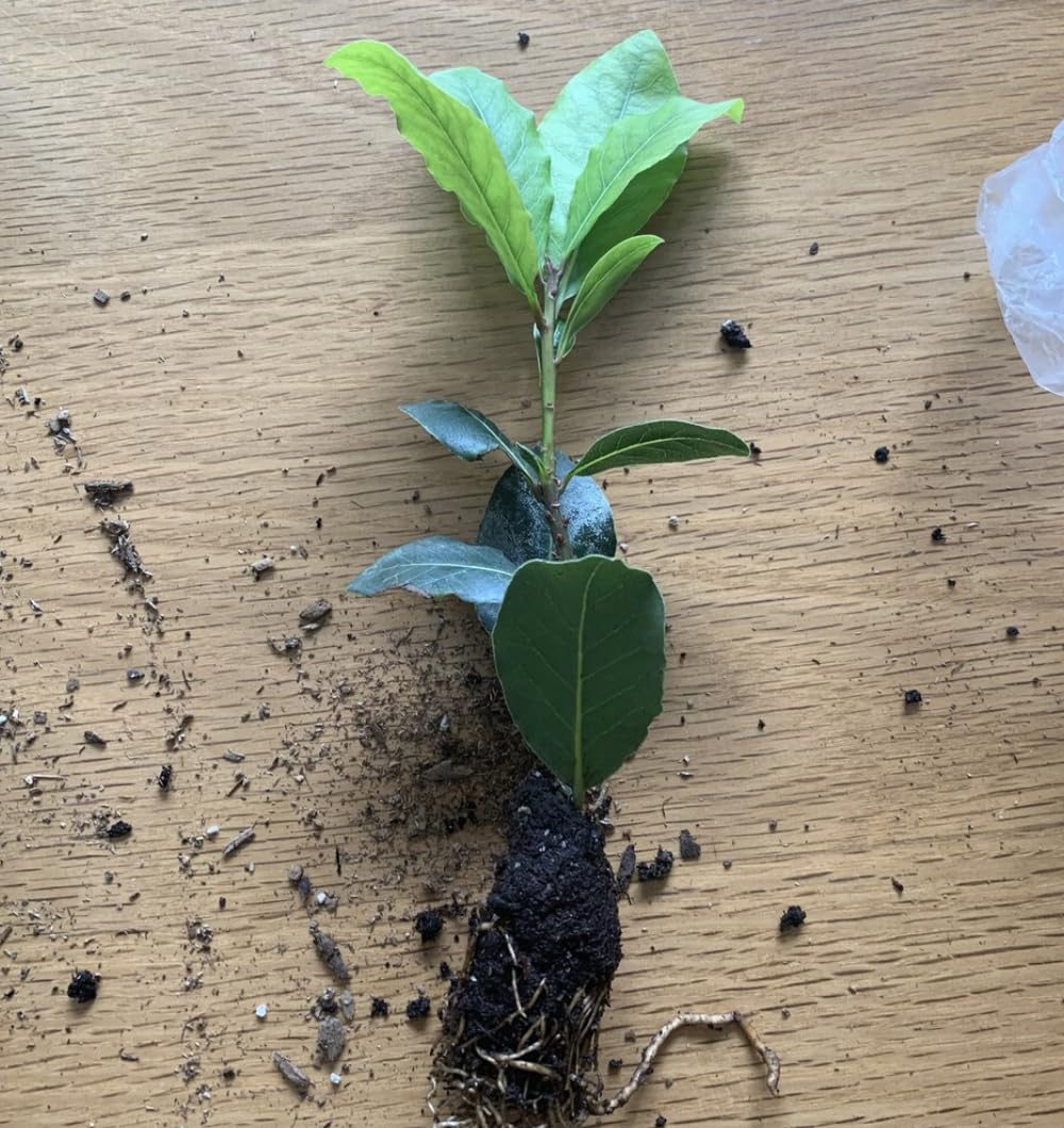 Bay Laurel Tree - Laurus Nobilis - Bay Leaf Live Plant (5–9 Inches Tall) - True Laurel, Aromatic Evergreen – Container-Friendly Patio Tree or Indoor Herb