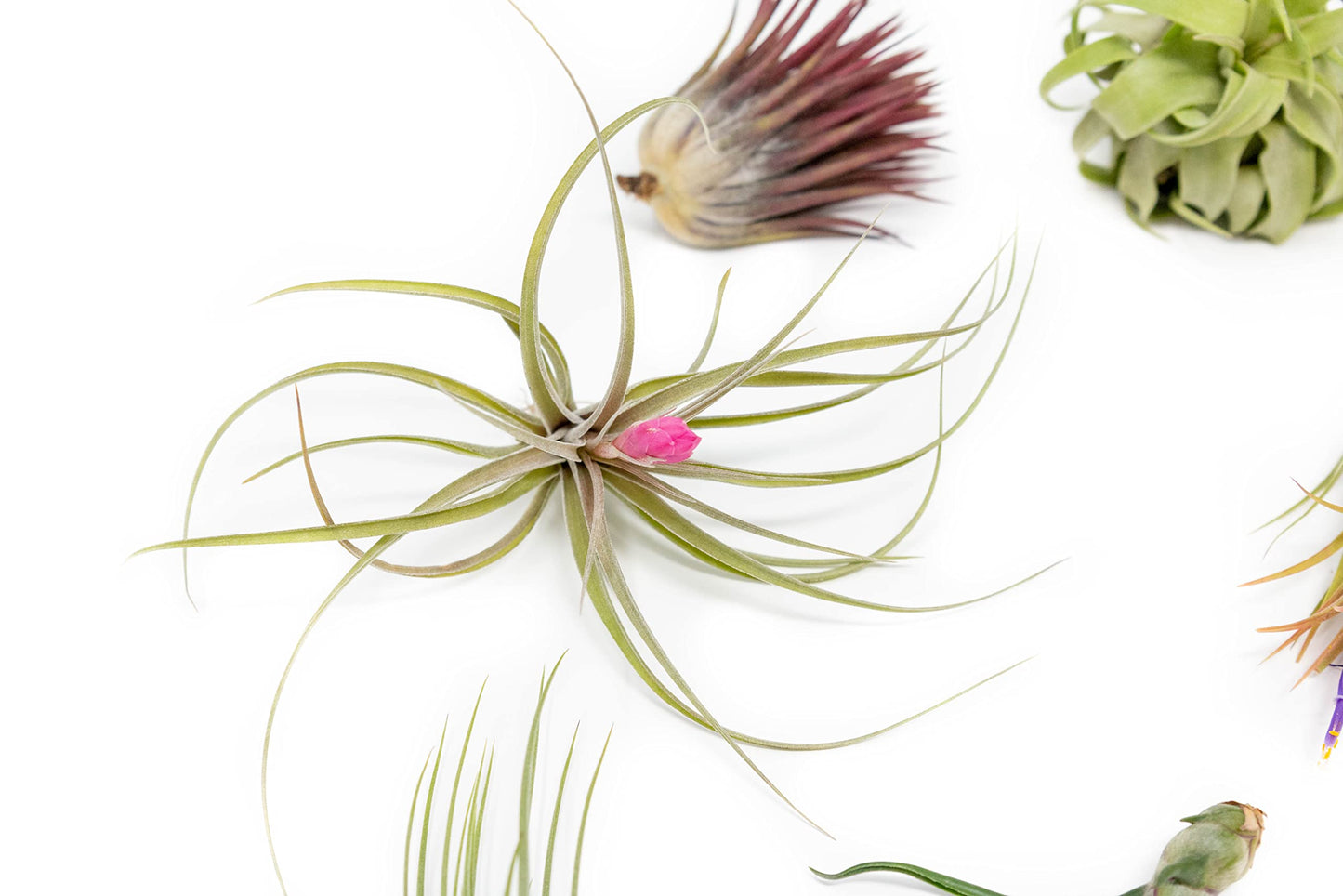 6 Grab Bag Pack Small & Medium Air Plants - Fertilizer Packet - Wholesale - Bulk - Live Tillandsia - Easy Care House Plant - Succulents