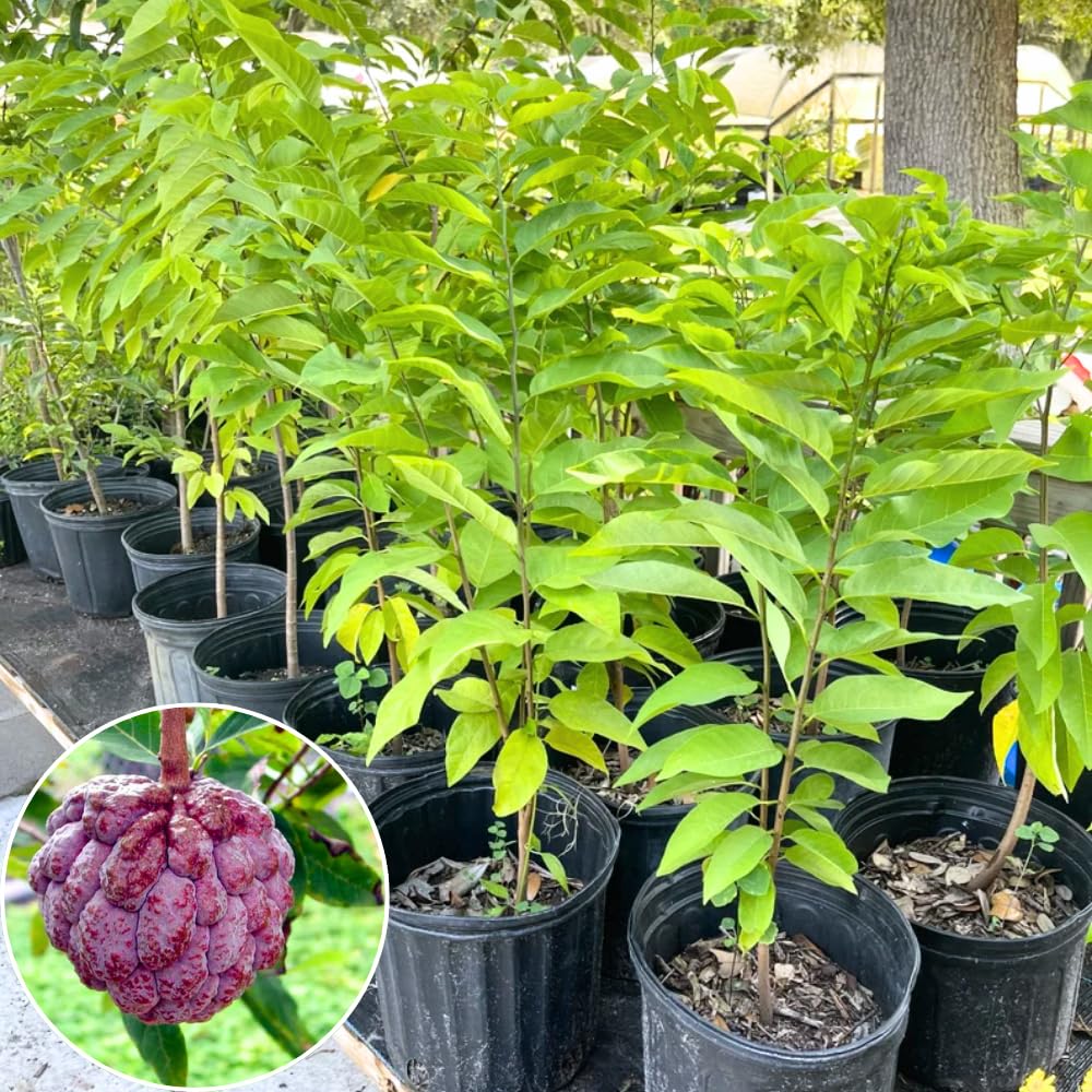 Red Sugar Apple Plant Live for Planting 2-3 Feet Tall, 3 Gallon Pot, Annona Squamosa Sugar Apple Tree Live Plant, No Ship to CA