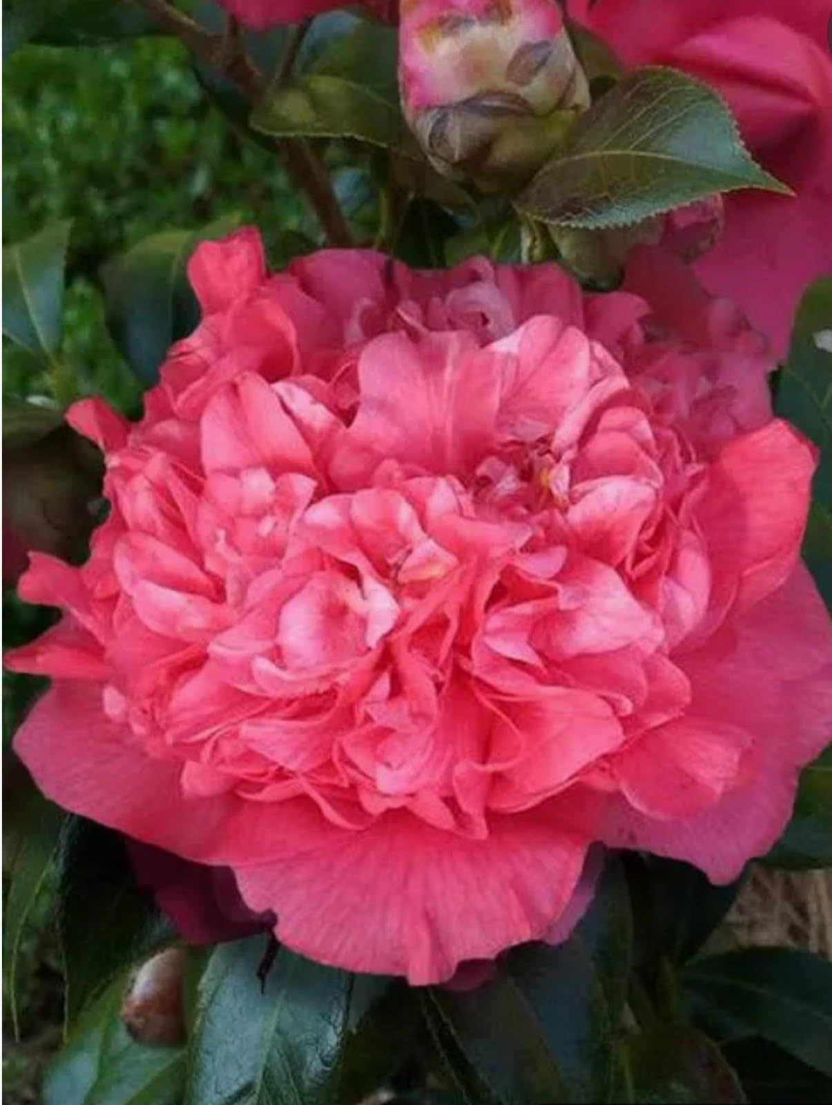 Live Plant - Kumasaka Camellia Japonica-Live Starter Plant